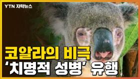[자막뉴스] '치명적 성병' 유행...'멸종 위기' 처한 코알라