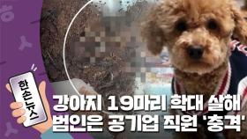 [15초뉴스] 강아지 19마리 학대 살해...'엽기적인 수법' 범인은 공기업 직원