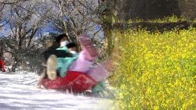 '눈썰매와 유채꽃'...두 계절 만끽한 제주에서의 하루