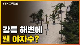 [자막뉴스] 강릉 해변에 '열대 야자수'...이색 명물? 예산 낭비?