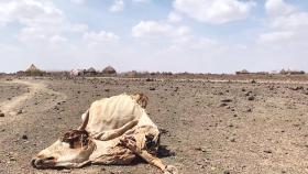 동아프리카 최악의 가뭄, 천 300만 명 굶주린다
