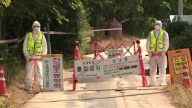 강원 홍천에서 올해 처음 ASF 발병...감염 멧돼지가 원인?