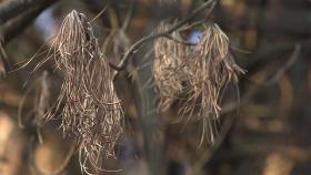 코로나로 감시 줄자 소나무 에이즈 '재선충병' 급증