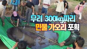 [세상만사] 캄보디아 메콩강에서 세계 최대 민물고기 잡혔다