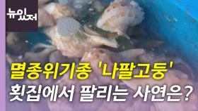 [뉴있저] 횟집에서 팔리는 멸종위기 나팔고둥...적극적 홍보 '절실'