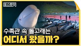 돌고래를 위한 수족관은 없다 [포스트잇]