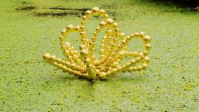 덕수궁 연못에 핀 황금 연꽃...예술과 과학 만나다