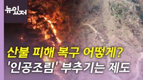 [뉴있저] 인공 조림에만 지원금 주는 '복원 제도'...대안은 무엇?