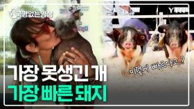 가장 못생긴 개, 가장 빠른 돼지를 가리는 이색 대회 [국경없는 영상]