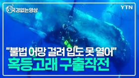 불법 어망 걸려있던 고래 구조 