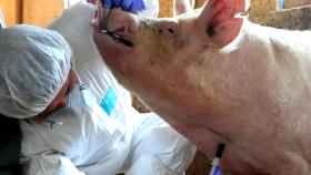 양구 돼지농가서 아프리카돼지열병 발생...농장주, 매몰처분 거부