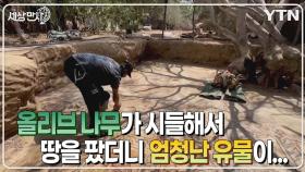 [세상만사] 땅 파다가 비잔틴 시대 모자이크 장식 발견한 팔레스타인 농부