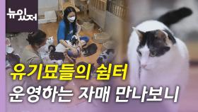 [뉴있저] 유기묘들의 쉼터 운영하는 자매 만나보니