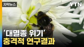 [자막뉴스] 속속 사라지는 벌들, 그런데...충격적 연구결과