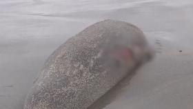 바다표범 떼죽음...러시아 해안 2,500마리 사체 밀려와