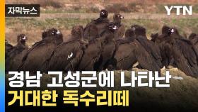 [자막뉴스] 무려 300마리의 독수리가...먹이 쟁탈전에 일광욕까지
