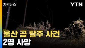 [자막뉴스] 울산서 '곰 탈출' 소동...60대 부부, 불법으로 키우다 참변