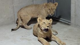 동물원에서 새끼 사자 2마리 탈출...2시간 만에 생포