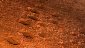 1억 년 전 찍힌 '거대한 족적'...'군산' 공룡 발자국 일반에 공개