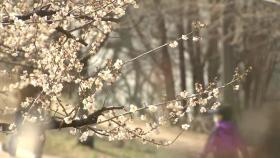 [날씨] 맑고 따뜻한 주말...봄꽃 개화에 '봄기운 물씬'