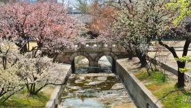 궁궐·왕릉에 꽃이 활짝 핀다...봄꽃 산책로 명소는?