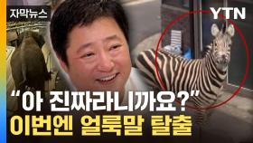 [자막뉴스] 출근하는데 옆에 웬 '얼룩말'이...너 왜 여기 있니?