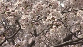 활짝 핀 벚꽃만큼 반가운 3년 만의 봄 축제