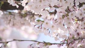 [날씨] 역대 2번째 빠른 벚꽃 개화...봄꽃 축제·생태계 '혼란'