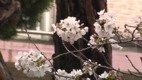 [뉴스라이더] 봄꽃 축제가 마냥 즐겁지 못한 공무원들...이유는?