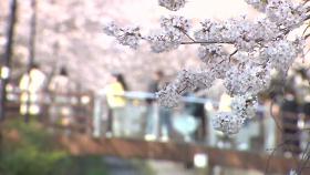 [영상] 핑크빛 벚꽃 터널 '경화역'...평일에도 나들이객 북적