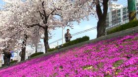 봄볕 아래 벚꽃 물결...꽃향기 흐르는 정읍천