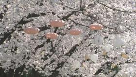 [날씨] 맑고 따뜻한 휴일...이색 벚꽃 축제 '북적'