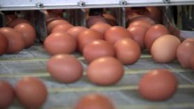 달걀도 채소도 가격 폭등...허리띠 졸라매는 뉴질랜드 동포들