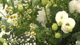 [대구] 전국 최대 실내 플라워 쇼...'꽃의 힘' 느끼는 축제