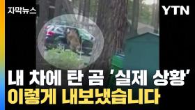 [자막뉴스] '실제 상황' 내 차에 탄 대형 곰, 어떻게 내보내야 할까요?