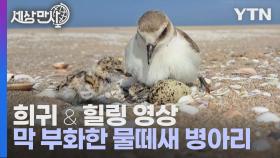 [세상만사] (희귀 영상) 알에서 막 깨어난 물떼새 병아리