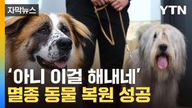 [자막뉴스] 멸종 '토종견' 집단 복원 성공...국내 연구진이 해냈다