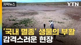 [자막뉴스] 멸종됐던 그 '곤충'...반세기 만에 한반도에 재등장