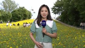 [날씨] 쾌청한 휴일...올림픽공원 '노랑 코스모스' 만발