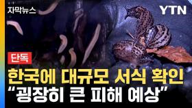 [자막뉴스] 대규모 서식 첫 공식 확인된 표범무늬민달팽이, 이미 확산한 일본에서는...