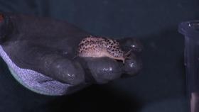 [단독] 한밤중 수풀과 물가에 우글우글...외래종 표범무늬민달팽이 서식 확인
