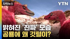 [자막뉴스] 날 수 없는 공룡, 왜 깃털이 있었을까?