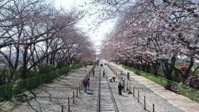 역대 가장 이른 진해군항제...기후 변화가 계절 축제 좌우