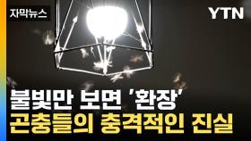 [자막뉴스] 좋아한 게 아니야?...불빛에 모인 곤충들의 진실