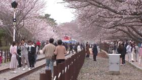 올해 벚꽃도 빨리 핀다...제주 3월 21일, 서울 4월 2일 활짝