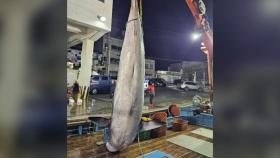 경북 울진 앞바다서 5m 밍크고래 죽은 채 발견