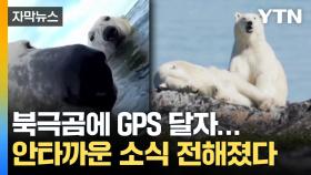 [자막뉴스] 북극곰에 GPS 추적기 달아보니...드러난 '위기의 생태계'