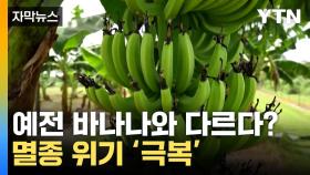 [자막뉴스] '세계 첫 허가'... 멸종 위기 바나나 구한 호주