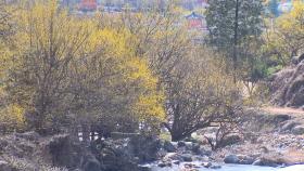 노란 산수유 꽃향기 가득한 구례...봄기운 물씬