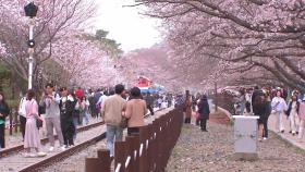 벚꽃, 예년보다 최대 6일 일찍 핀다...서울 4월 2일